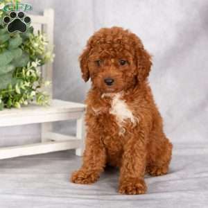 Tricia F1B, Cavapoo Puppy